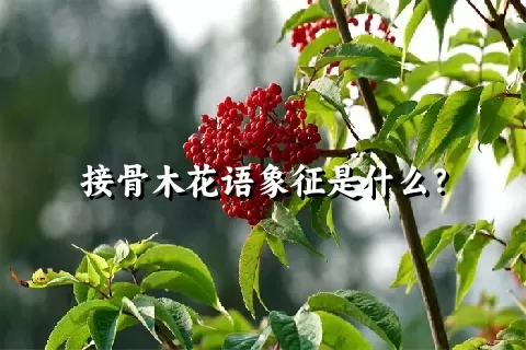 接骨木花语象征是什么？