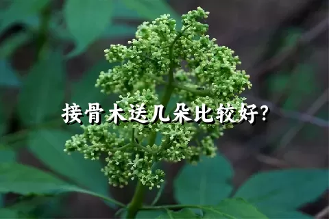 接骨木送几朵比较好？