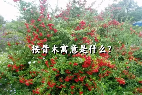 接骨木寓意是什么？