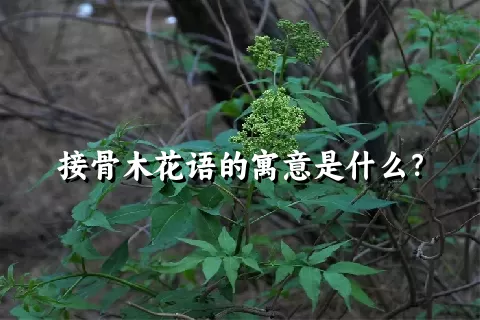 接骨木花语的寓意是什么？