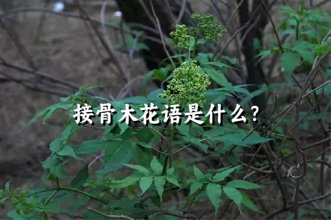 接骨木花语是什么？