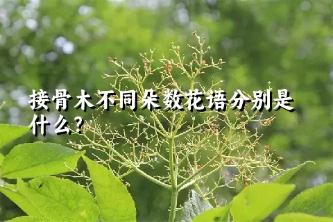 接骨木不同朵数花语分别是什么？