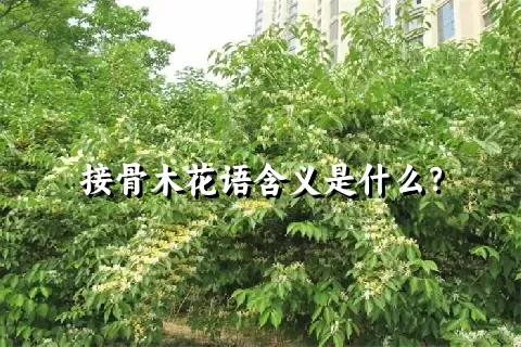 接骨木花语含义是什么？