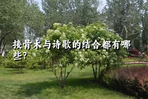 接骨木与诗歌的结合都有哪些？