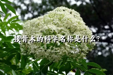 接骨木的科学名称是什么？