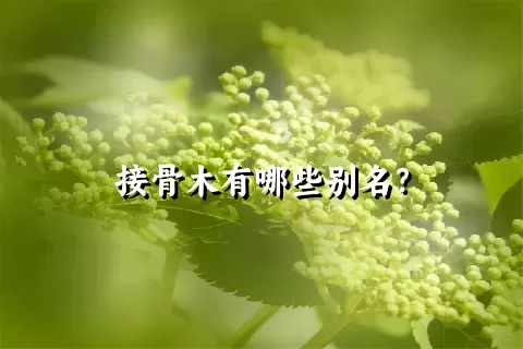 接骨木有哪些别名？