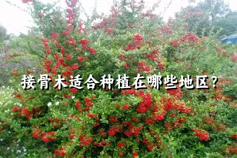 接骨木适合种植在哪些地区？