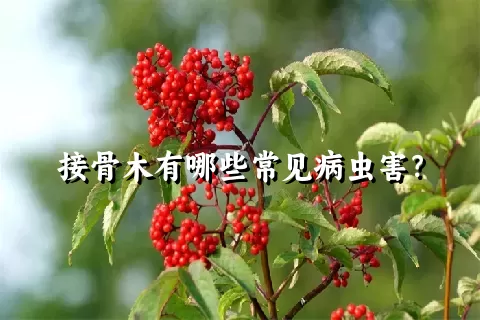 接骨木有哪些常见病虫害？