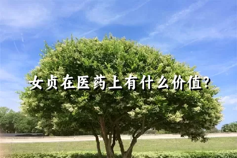 女贞在医药上有什么价值？