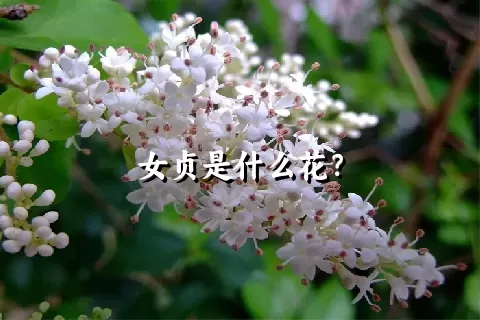 女贞是什么花？