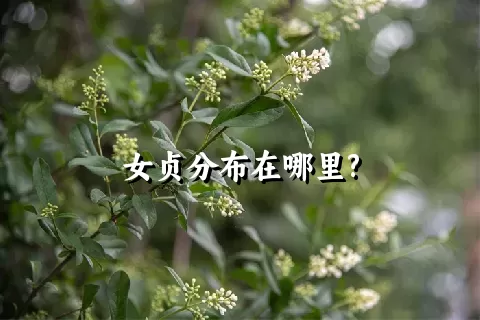 女贞分布在哪里?