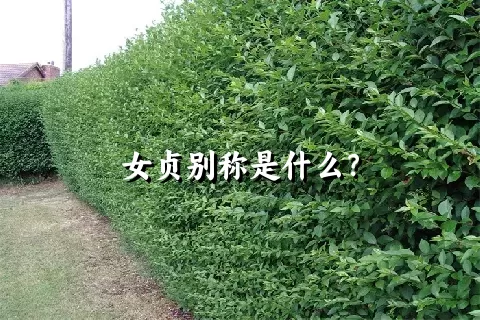 女贞别称是什么？