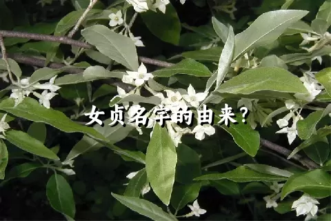 女贞名字的由来？