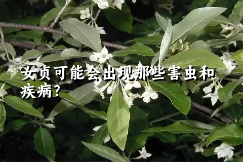 女贞可能会出现那些害虫和疾病？