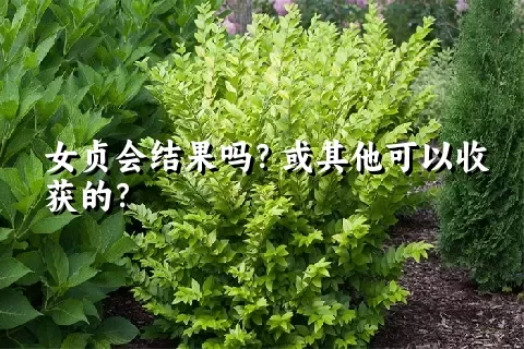 女贞会结果吗？或其他可以收获的？