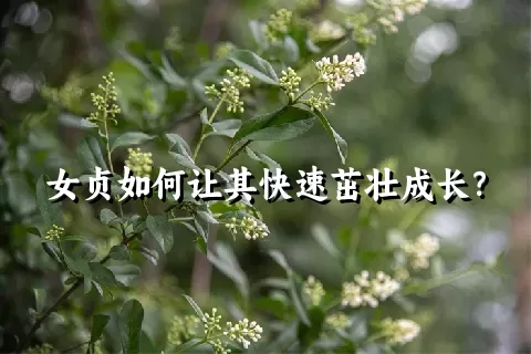 女贞如何让其快速茁壮成长？