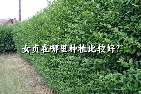 女贞在哪里种植比较好？