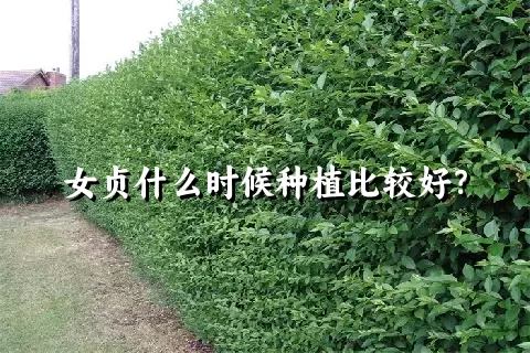 女贞什么时候种植比较好？