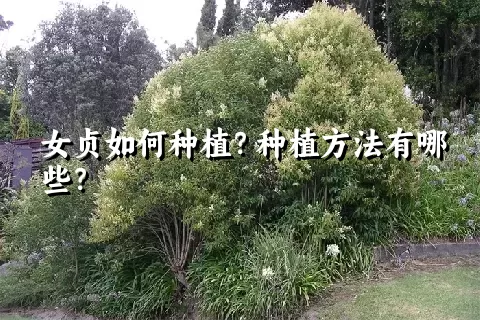 女贞如何种植？种植方法有哪些？