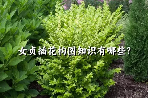 女贞插花构图知识有哪些？