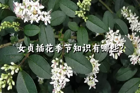 女贞插花季节知识有哪些？