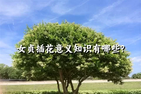 女贞插花意义知识有哪些？