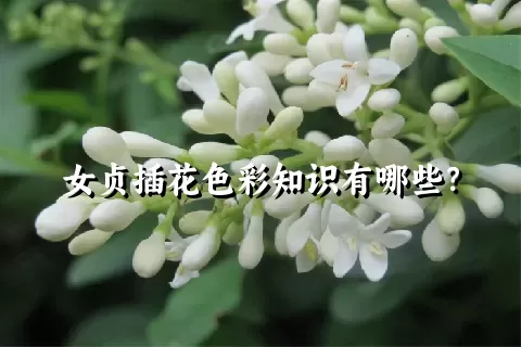 女贞插花色彩知识有哪些？