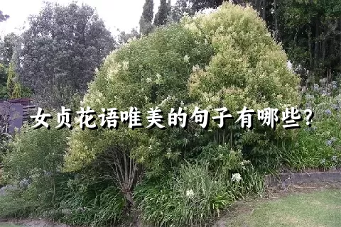 女贞花语唯美的句子有哪些？