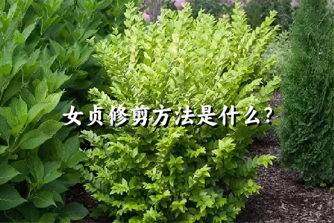 女贞修剪方法是什么？