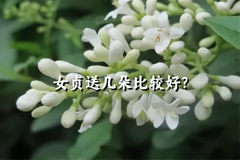 女贞送几朵比较好？