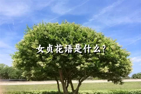 女贞花语是什么？