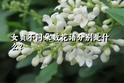 女贞不同朵数花语分别是什么？