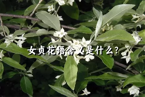 女贞花语含义是什么？