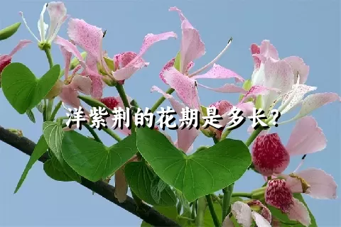 洋紫荆的花期是多长？