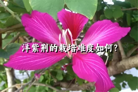 洋紫荆的栽培难度如何？