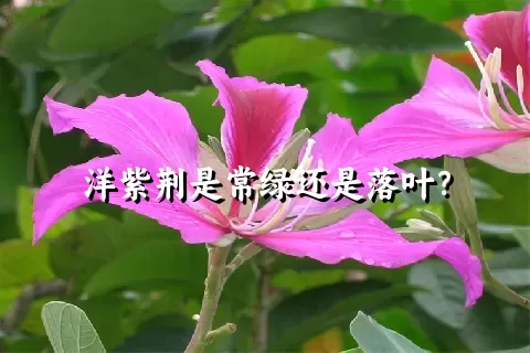 洋紫荆是常绿还是落叶？