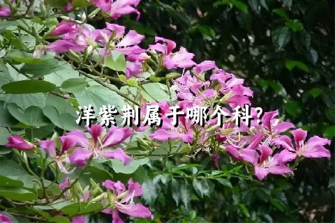 洋紫荆属于哪个科？