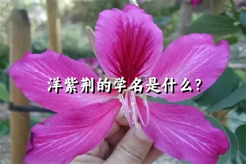 洋紫荆的学名是什么？