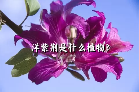 洋紫荆是什么植物？