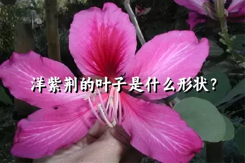 洋紫荆的叶子是什么形状？