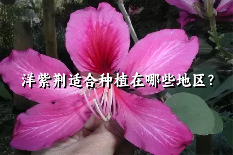 洋紫荆适合种植在哪些地区？