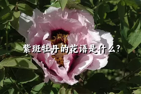 紫斑牡丹的花语是什么?