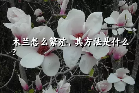 木兰怎么繁殖，其方法是什么？