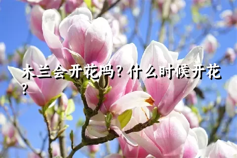 木兰会开花吗？什么时候开花？