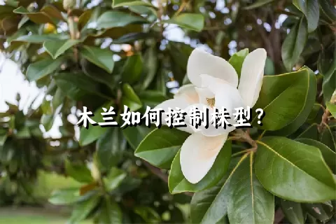 木兰如何控制株型？