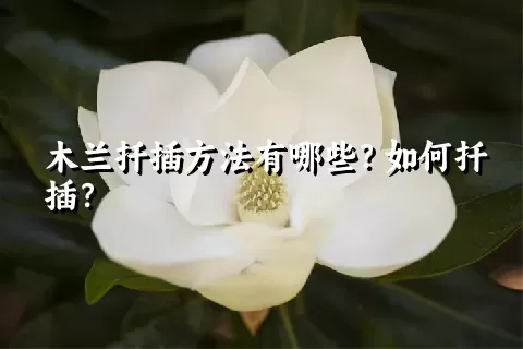 木兰扦插方法有哪些？如何扦插？