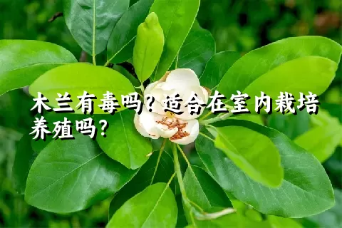 木兰有毒吗？适合在室内栽培养殖吗？