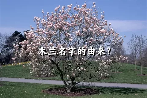 木兰名字的由来？