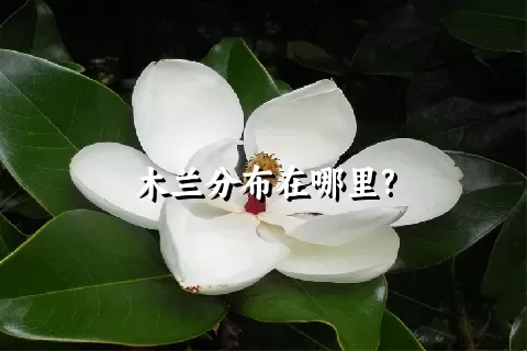 木兰分布在哪里?