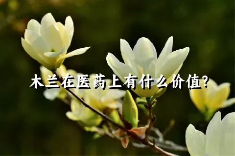 木兰在医药上有什么价值？